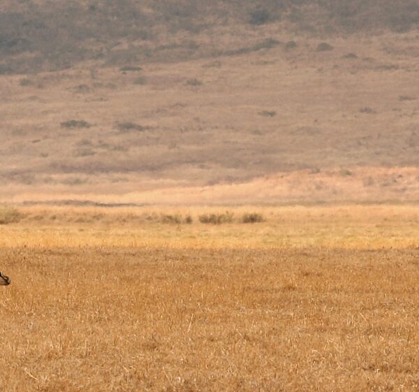 Afrika