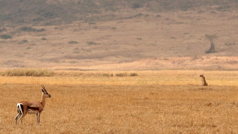 Afrika